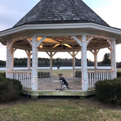 Gazebo dog lights
